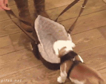 dog roll over gifs de ces