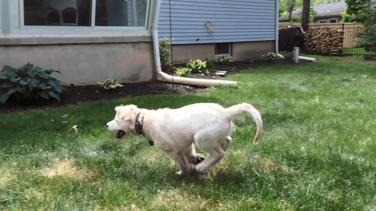 puppy motion clumsy