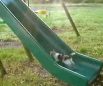 cat loop running