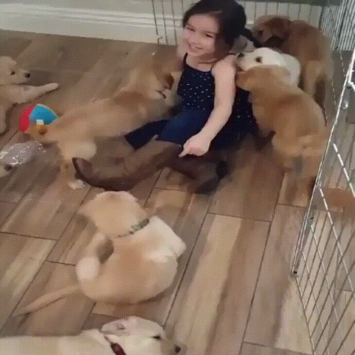 girl puppies
