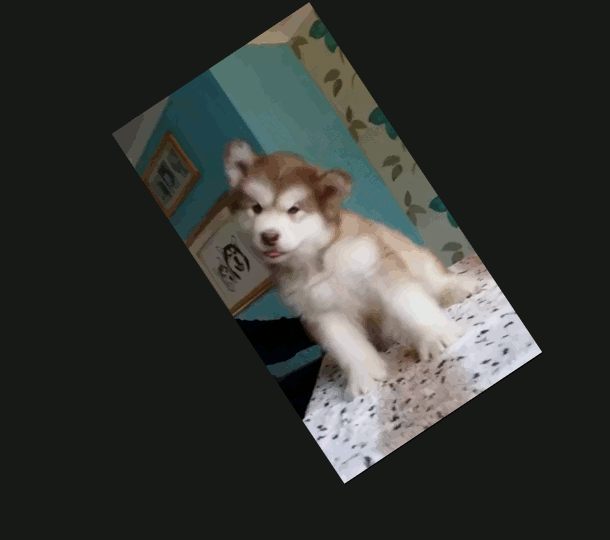 puppy head interesting