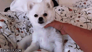 cheezburger cute dog