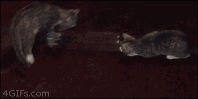 cat intelligent masterminds