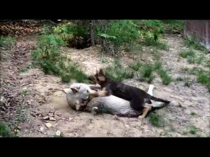 vs puppy wolf