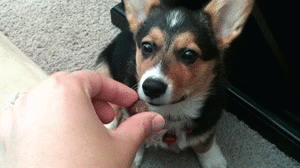 cute puppy corgi
