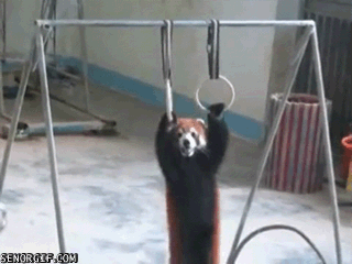 fox panda gif