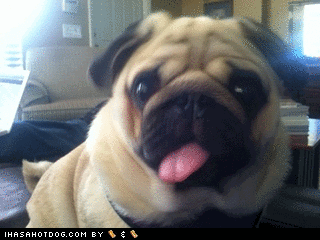 dog pug