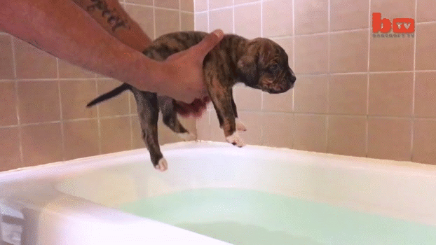 puppy swimming attempt