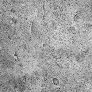 mirandapfeiffer art miranda pfeiffer