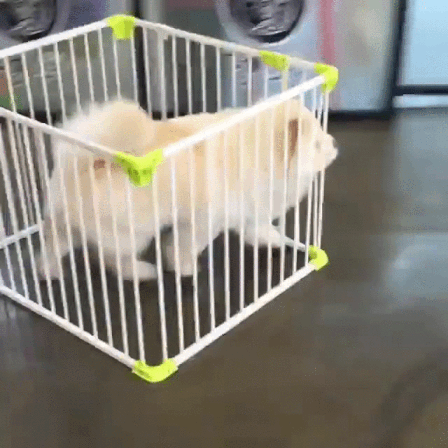 cheezburger dog cage fluff