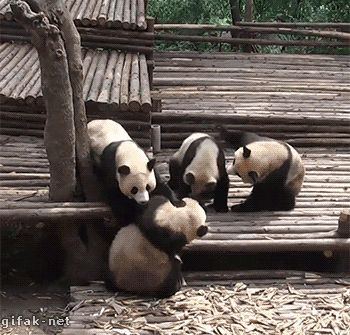 cool zoo pandas