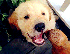 puppy golden retriever