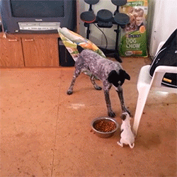 dog dogs funny gifs