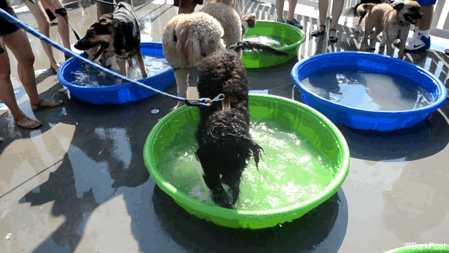 barkpost dog pool splash