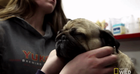 yukonvet nat geo wild yukon vet dr oakley