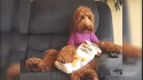 dog eating bag of chips