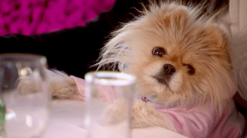 realitytvgifs puppy television