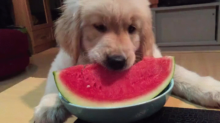 puppy golden watermelon