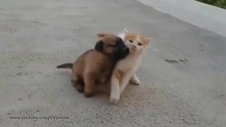 kitten fight puppy