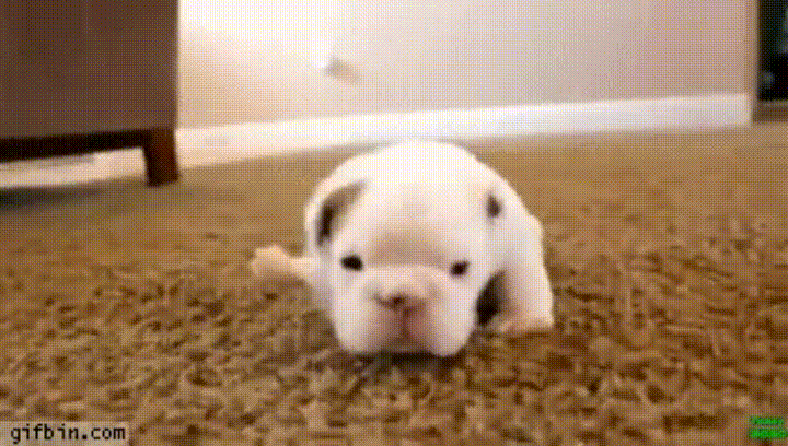 puppy steps