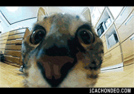 cat video games street fighter