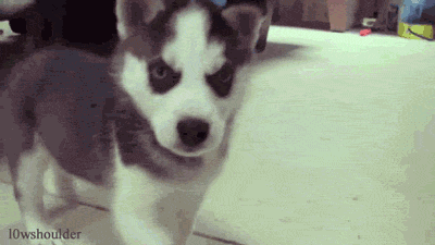 puppy husky cute