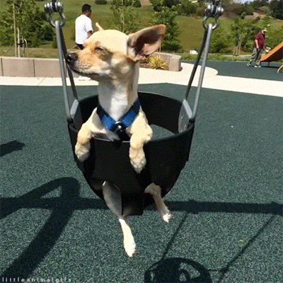 dog swing hanging out