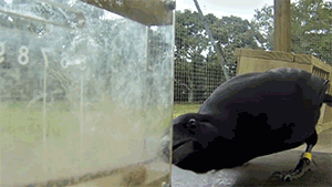 biology neuroscience behavioural