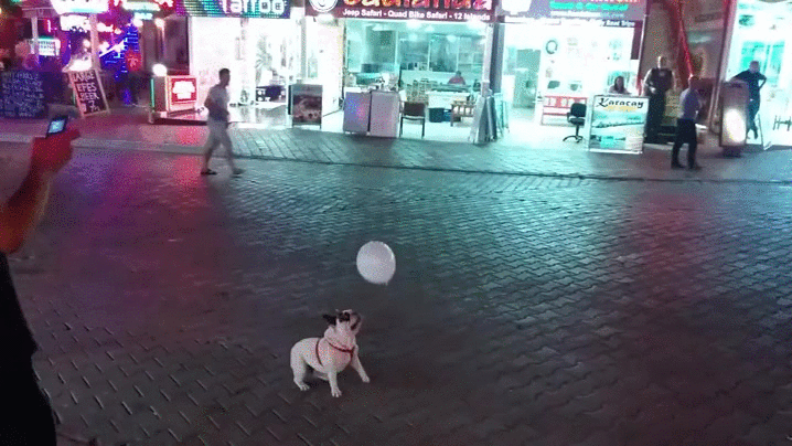 puppy balloon bulldog