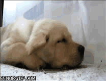 cheezburger cute dog