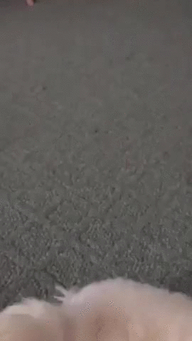 puppy squirrel attacks