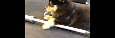 puppy crossfit fitblr