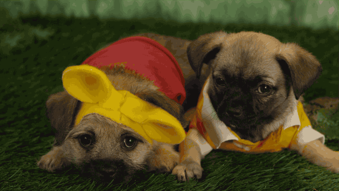 disney puppy puppies oh my disney