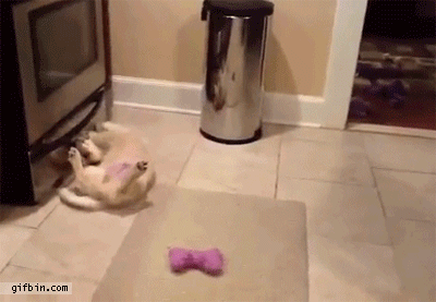 puppy fail