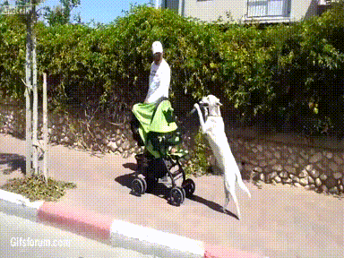 dog baby stroll