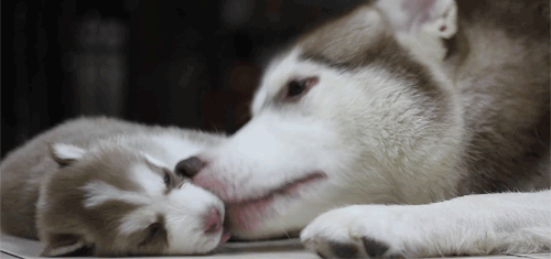animal puppy lick