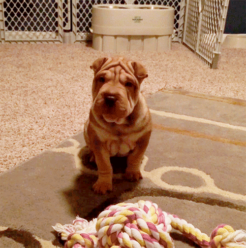 puppy pei shar