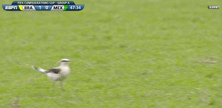 football soccer brazil