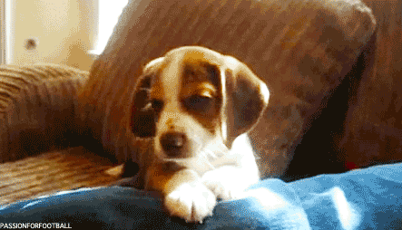 dog puppy beagle