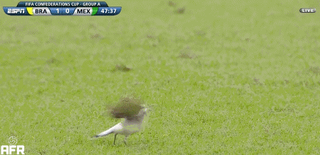 football soccer brazil