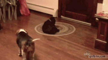 cheezburger dog puppy