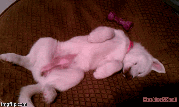 puppy siberian husky national day