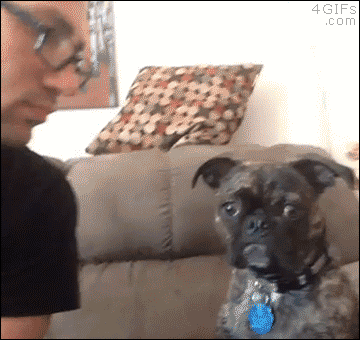 puppy puppies gif