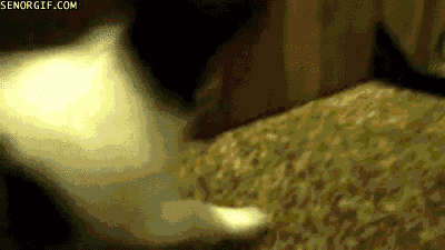 cheezburger animation dog puppy