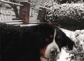 dog puppies bernese mountain