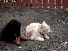 cheezburger cat dog puppy