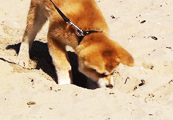 puppy akita inu