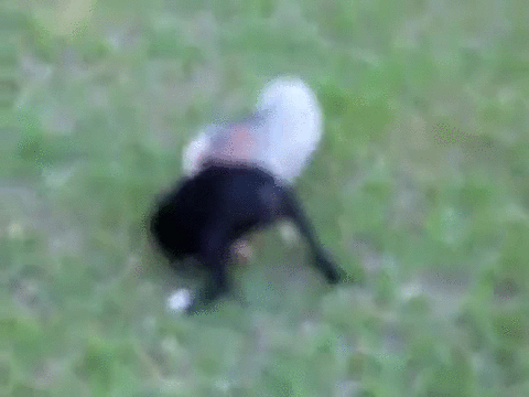 puppy playing piglet