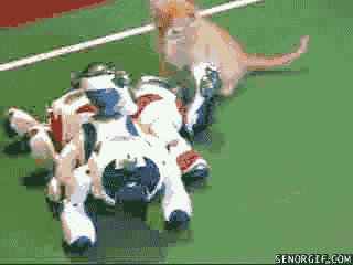 cheezburger cat kitten robots