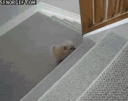 cheezburger cat kitten